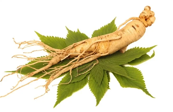 Ginseng