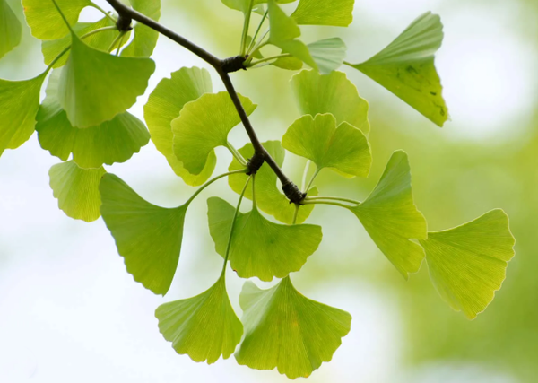 Ginkgo Biloba